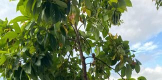 IKMAS-TTS.Minta Kapolres TTS Tindak Oknum Polisi Diduga Hambat Korban di Oinlasi