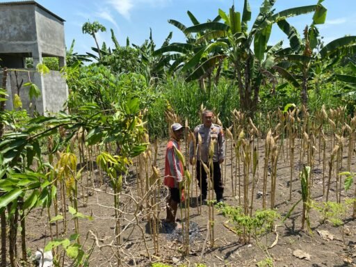 Polsek Ngimbang Giat Tinjau Perkembangan Tanaman Jagung Dari Program P2B di Desa Sendangrejo