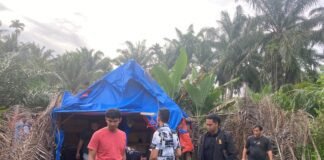 Polres Binjai Kembali Lagi Grebek dan Musnahkan Barak Narkoba di Kecamatan Sei Bingai