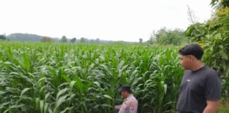 Polsek Ngimbang Giat Tinjau Perkembangan Tanaman Jagung Dari Program P2B di Desa Lamongrejo