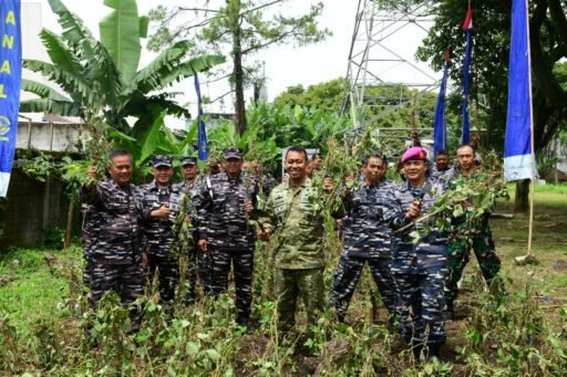 Pangkalan TNI Angkatan Laut Bandung Gelar Panen Raya Kacang Kedelai Secara Serentak oleh TNI AL
