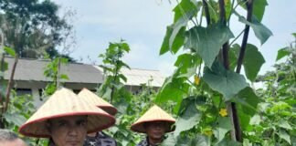 Lanal Dabo Singkep Laksanakan Panen Ketimun Dalam Program Ketahanan Pangan TNI AL 2025