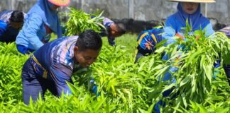 Wujudkan Program Ketahanan Pangan, Satlinlamil 3 Panen Perdana Sayuran