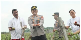 Kapolres Nganjuk Tinjau Panen Raya Tomat Dukung Program Ketahanan Pangan dan MBG