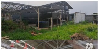 Kandang Ayam BUMDes Ciasem Baru Kosong, Dana Ratusan Juta Dipertanyakan