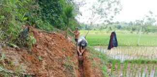 Pipanisasi Kegiatan Oplah Kelompok Tani “Kumbang” Tanjung Beringin Sangat Membantu Para Petani.