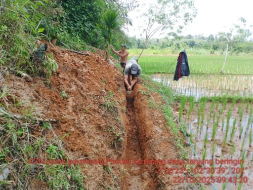 Pipanisasi Kegiatan Oplah Kelompok Tani “Kumbang” Tanjung Beringin Sangat Membantu Para Petani.