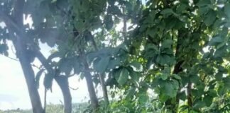 Kecelakaan Tunggal di Turunan Ngasinan, Seorang Perempuan MD