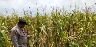 Polsek Ngimbang Giat Tinjau Perkembangan Tanaman Jagung Dari Program P2B di Desa Girik