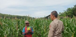 Polsek Ngimbang Giat Tinjau Perkembangan Tanaman Jagung Dari Program P2B di Desa Sendangrejo