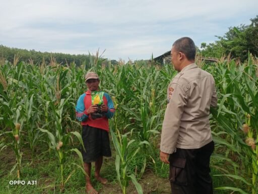 Polsek Ngimbang Giat Tinjau Perkembangan Tanaman Jagung Dari Program P2B di Desa Sendangrejo