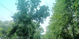 Antisipasi Pohon Tumbang Anggota jaga Polsek Ngimbang Gelar Patroli Di Jalur Rawan Bencana