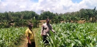 Polsek Ngimbang Giat Tinjau Perkembangan Tanaman Jagung Dari Program P2B di Desa Girik – Ngimbang