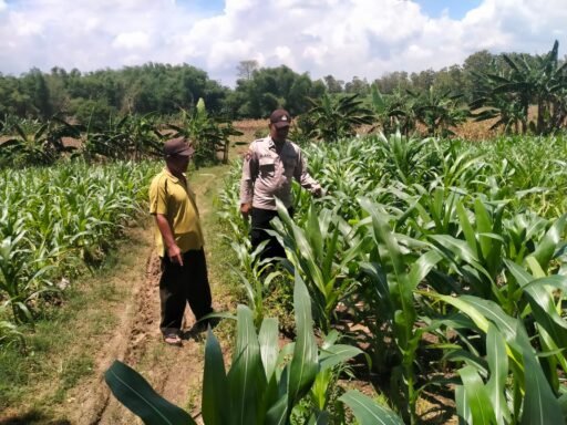 Polsek Ngimbang Giat Tinjau Perkembangan Tanaman Jagung Dari Program P2B di Desa Girik – Ngimbang