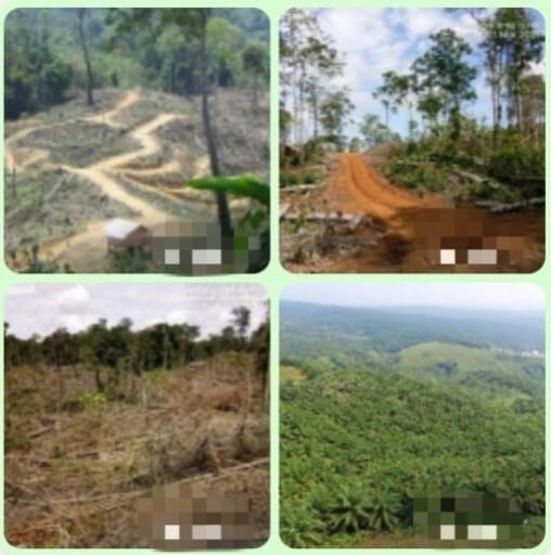 Perambahan Hutan di Mukomuko,” Berlangsung Puluhan Tahun, HPT di Ambang Kepunahan