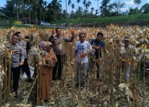 Ketahanan pangan Pemdes Kota Baru Sukses, Panen Raya Pertama Tahun ini memuaskan.