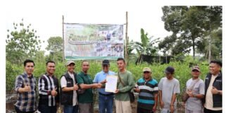 Panen Cabai dan Kerja Sama Bisnis Baru, Bukti Transformasi PETI Berjalan Sukses di Desa Darmo