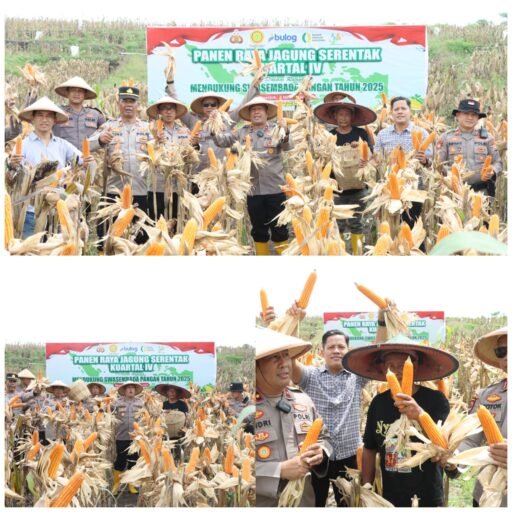Polres Nganjuk Dukung Swasembada Pangan Lewat Panen Raya Jagung Serentak di Rejoso