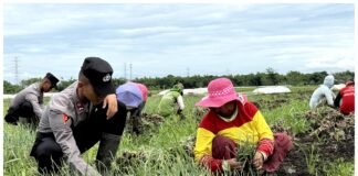 Live In’ : Siswa Diktukba SPN Polda Jatim Bantu Petani Bawang Merah di Nganjuk
