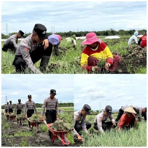 Live In’ : Siswa Diktukba SPN Polda Jatim Bantu Petani Bawang Merah di Nganjuk