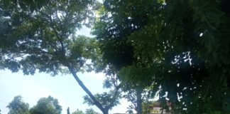 Antisipasi Pohon Tumbang Anggota jaga Polsek Ngimbang Gelar Patroli Di Jalur Rawan Bencana