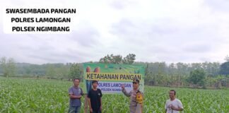 Kapolsek Ngimbang Gelar Monitoring Program P2B Demi Swasembada Pangan Indonesia