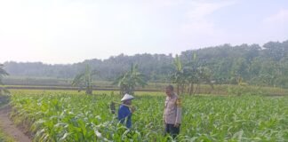 Polsek Ngimbang Giat Tinjau Perkembangan Tanaman Jagung Dari Program P2B di Desa Sendangrejo