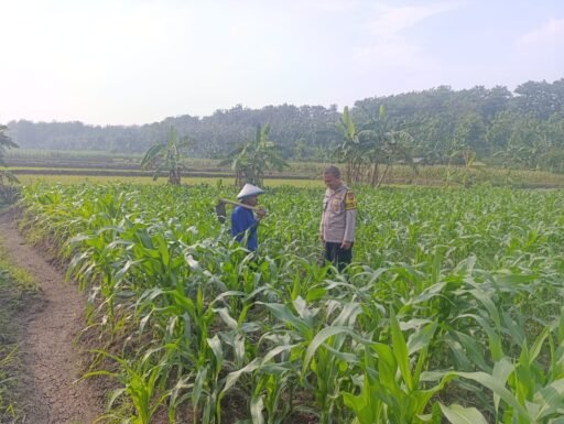 Polsek Ngimbang Giat Tinjau Perkembangan Tanaman Jagung Dari Program P2B di Desa Sendangrejo