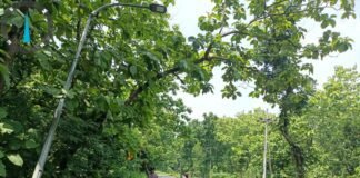 Antisipasi Pohon Tumbang Anggota jaga Polsek Ngimbang Gelar Patroli Di Jalur Rawan Bencana