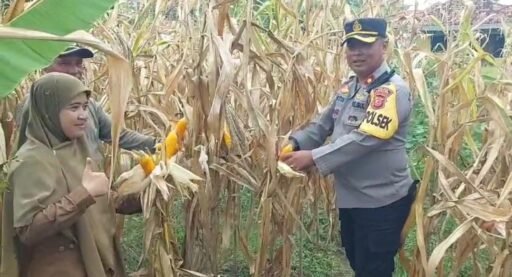 Kapolsek Patokbeusi dan Kelompok Tani Gelar Panen Raya Jagung di Rancamulya