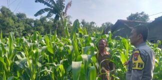 Polsek Ngimbang Giat Tinjau Perkembangan Tanaman Jagung Dari Program P2B di Desa Ngasemlemahbang