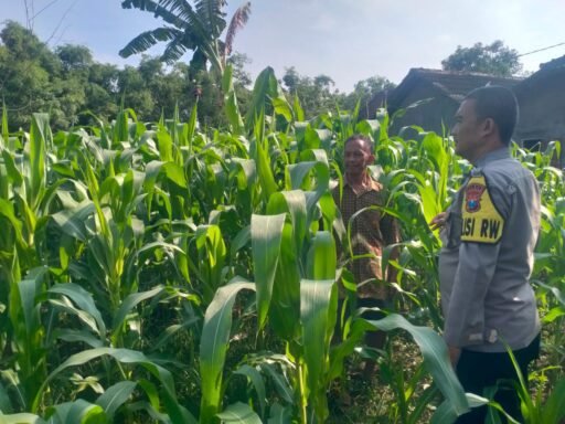 Polsek Ngimbang Giat Tinjau Perkembangan Tanaman Jagung Dari Program P2B di Desa Ngasemlemahbang