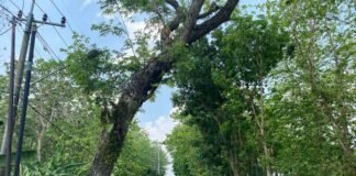 Guna Antisipasi Pohon Tumbang Polsek Ngimbang Gelar Patroli Di Jalur Rawan Bencana