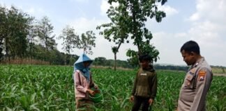 Demi Sukseskan Program P2B Polsek Ngimbang Giat Tinjau Perkembangan Tanaman Jagung