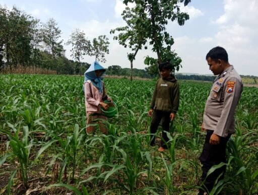 Demi Sukseskan Program P2B Polsek Ngimbang Giat Tinjau Perkembangan Tanaman Jagung