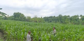 Polsek Ngimbang Giat Tinjau Perkembangan Tanaman Jagung Dari Program P2B di Desa Sendangrejo