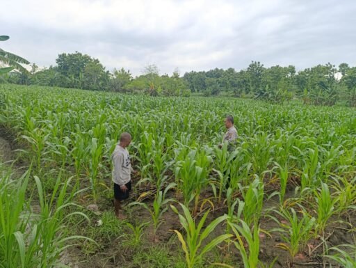 Polsek Ngimbang Giat Tinjau Perkembangan Tanaman Jagung Dari Program P2B di Desa Sendangrejo