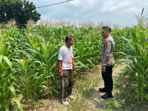 Demi Sukseskan Program P2B Polsek Ngimbang Tinjau Tanaman Jagung di Desa Lamongrejo