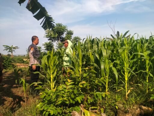 Demi Sukseskan Program P2B Polsek Ngimbang Tinjau Tanaman Jagung di Desa Ngasemlemahbang