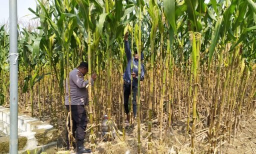Demi Sukseskan Program P2B Polsek Ngimbang Tinjau Tanaman Jagung di Desa Lamongrejo