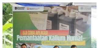 Langkah Nyata PTBA Tingkatkan Hasil Panen Petani Muara Enim Lewat Uji Coba Pemanfaatan at