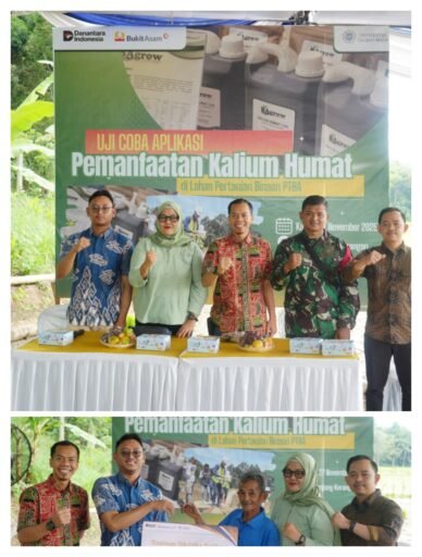 Langkah Nyata PTBA Tingkatkan Hasil Panen Petani Muara Enim Lewat Uji Coba Pemanfaatan at