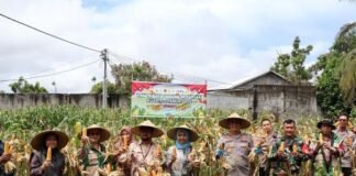 Dukung Swasembada Pangan,Kapolresta Mataram Panen Raya Jagung di Gontoran Barat, Kel Bertais