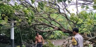 Pohon Tumbang, Ganggu Warga Bhabinkamtibmas Pagesangan Gercep Tanggapi Bencana