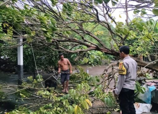 Pohon Tumbang, Ganggu Warga Bhabinkamtibmas Pagesangan Gercep Tanggapi Bencana