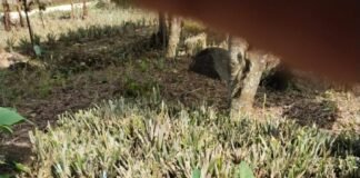 Dugaan Mark-Up Lelang Bibit Nanas Program Upland, ULP Subang: Bukan Kewenangan Kami