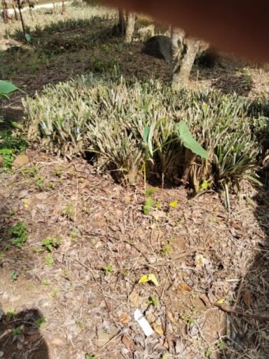 Dugaan Mark-Up Lelang Bibit Nanas Program Upland, ULP Subang: Bukan Kewenangan Kami