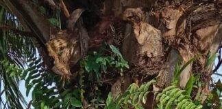 Diduga pembangunan balai desa prambatan kampung 6 di tanah ROW PT. pertamina