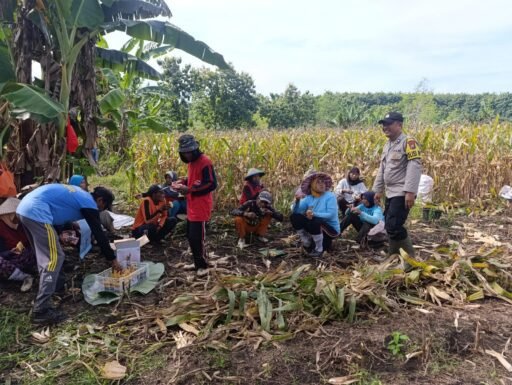 Polsek Ngimbang Giat Tinjau Perkembangan Tanaman Jagung Dari Program P2B di Desa Sendangrejo