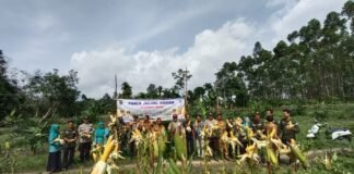 Pemdes Mangku Negara Timur panen jagung bersama Camat Penukal dan kapolsek penukal abab.